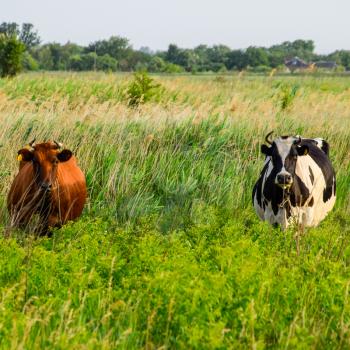 Cows in the pasture. Two cows. Cows in the pasture. Two cows.