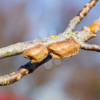 Ootheca mantis on the branches of a tree. The eggs of the insect laid in the cocoon for the winter are laid.