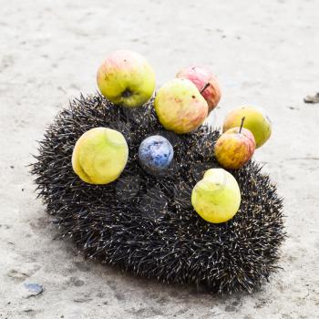 Hedgehog on a concrete surface. Hedgehog needles pinned on apples, peaches and plums. Hedgehog curled up into a ball.