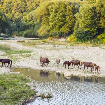 Horses walk in line with a shrinking river. The life of horses.