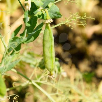 Green peas in the field. Growing peas in the field. Stems and pods of peas.
