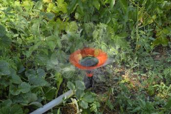 Watering strawberries with a rotating sprinkler. Watering in the garden