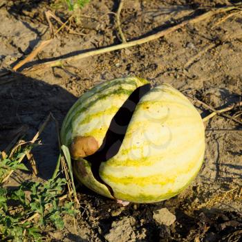 Chopped old rotten watermelon. An abandoned field of watermelons and melons. Rotten watermelons. Remains of the harvest of melons. Rotting vegetables on the field