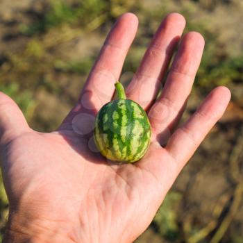 small watermelon in the palm of your hand. Ovary of watermelon.