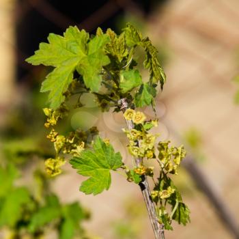 Flowers of red currant in spring on a stalk