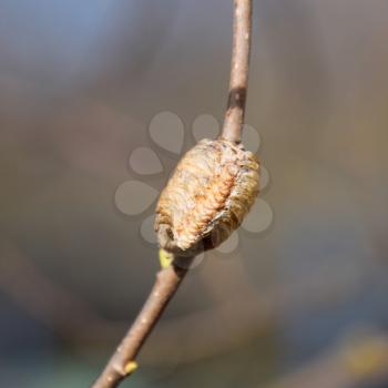 Ootheca mantis on the branches of a tree. The eggs of the insect laid in the cocoon for the winter are laid. Ooteca on a branch of hazelnut.