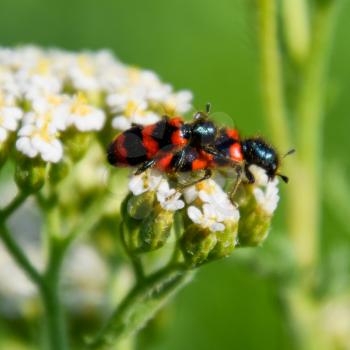 Mating of red beetles on white inflorescences of celandine.