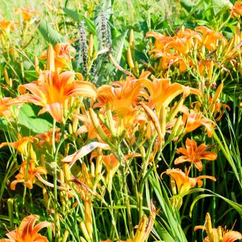 Flowers of orange lilies. Lilies among the grass