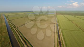 Growing rice on flooded fields. Ripe rice in the field, the beginning of harvesting. A birds-eye view. Flooded rice paddies. Agronomic methods of growing rice in the fields. Flooding the fields with water in which rice sown.