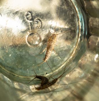 Insect feeding on paper - silverfish. Pest books and newspapers. Silverfish in glass beaker
