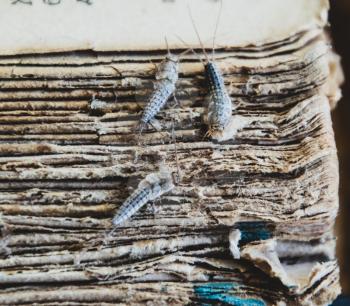 Silverfish three pieces on the torn cover of an old book. Insect feeding on paper - silverfish. Pest books and newspapers.