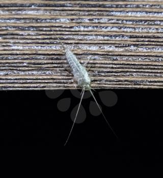 Insect feeding on paper - silverfish. Pest books and newspapers. Silverfish on the edge of a wooden board.