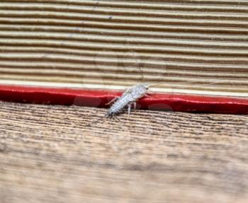Insect feeding on paper - silverfish. Pest books and newspapers. Lepismatidae, Thermobia domestica.
