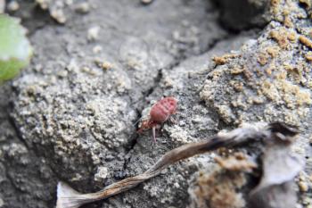 mite. A red velvet mite creeps along the soil