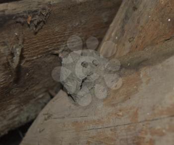 Clay nest of wasps. Nest with holes to exit the larvae. The earth's nest of wasps