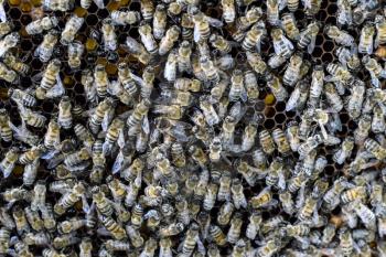 A dense cluster of swarms of bees in the nest. Working bees, drones and uterus in a swarm of bees. Honey bee. Accumulation of insects