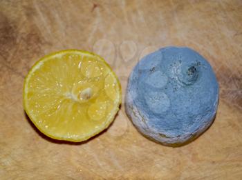 Lemon fruit, normal and diseased gray mold. Lemon Fruit Rotting
