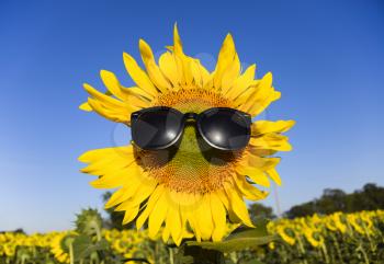 Sunflower in sunglasses. Sunglasses on a yellow flower of sunflower