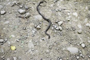 Viper is ordinary. Snake on the road. The snake crawls along the ground with rocks
