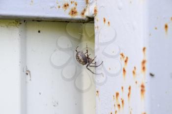 female spider of the crosspiece weaves the net. Spider on the fence