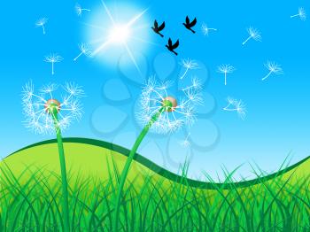Birds Grass Meaning Dandelion Flower And Nature