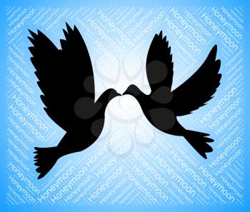 Honeymoon Doves Showing Love Birds And Romantic
