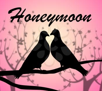 Honeymoon Doves Showing Love Birds And Romance
