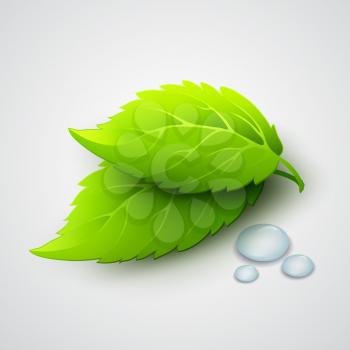 Vector illustration of green leaves and dew drops EPS10