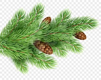 Fir tree branch realistic Christmas illustration. Spruce color twig with pinecones on transparent background. Fir-tree with pine cones. New Year greeting card, banner design element. Isolated vector