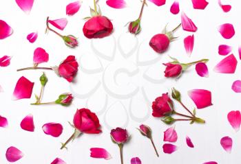 Frame from rose petals on white background.Pattern of red roses.Greeting card of flower.Flat lay, overhead view