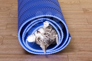Kitten sitting on a yoga mat. Cat bites mat exercise