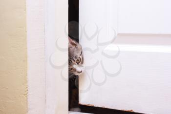 	
curiosity kitten looks in the half-open door, he wants to enter