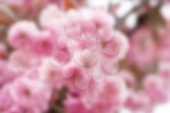 background blurr branch of pink cherry flowers, sakura