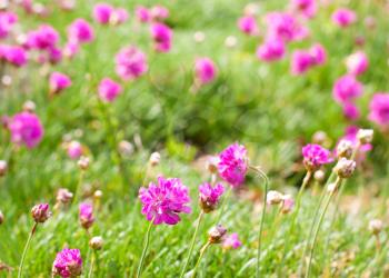 Pink, purple flowers in the green grass on a sunny day. Concept of spring