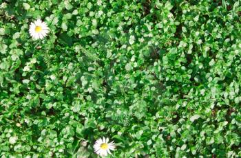 Green grass, plants with white daisies. The minimal natural concept. View from above, flat