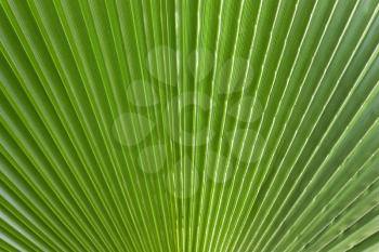 close-up green beautiful leaf of palm trees, tropical plants, natural background