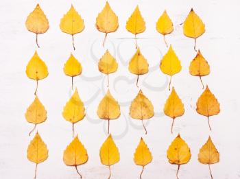 Autumn yellow leaves in a row. Natural background