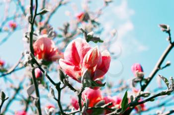 Beautiful coral magnolia flower against the blue sky background