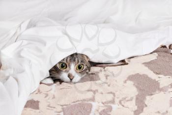 Curious funny cat looks out from under the blanket. Cozy home background