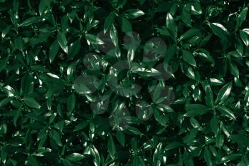 Dark green leaves. Abstract natural background.Tropical Plant,environment,concept nature and plant