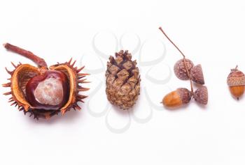 Chestnut, pine cones, acorns on a white background in a row. Creative autumn concept. Pastel colors. Top view, flat