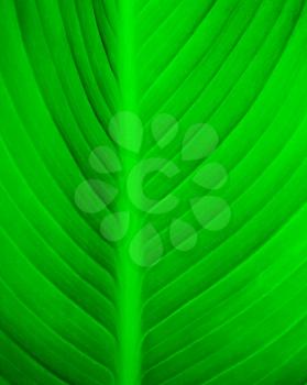 green leaf. Organic Minimalistic Background.The concept of morning freshness. Copy space.