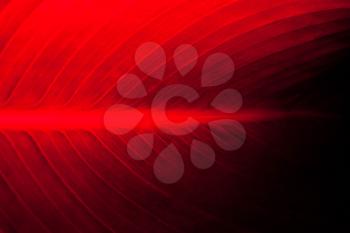 Leaf in dark red neon light. Abstract floral trend background. Copy space