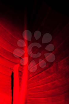 Leaf in dark red neon light. Abstract floral trend background. Copy space.The concept of sex, virginity
