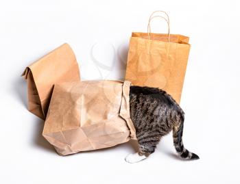 Cat sitting in a paper, craft bag, box. The concept of delivery, packaging, use of the environment, shopping