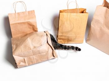 cat climbed into a craft bag on a white background. Shopping concept, environmental protection, zero waste