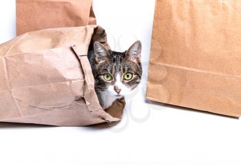 Cat sitting in a paper, craft bag, box. The concept of delivery, packaging, use of the environment, shopping