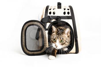 The cat sits in a carrying bag for transportation on a white background