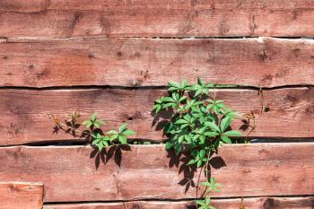 wooden natural background from boards with ivy between the cracks