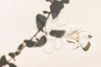 Dry white flower and shadow from the leaves. Floral minimal design. Styling, trend for bloggers